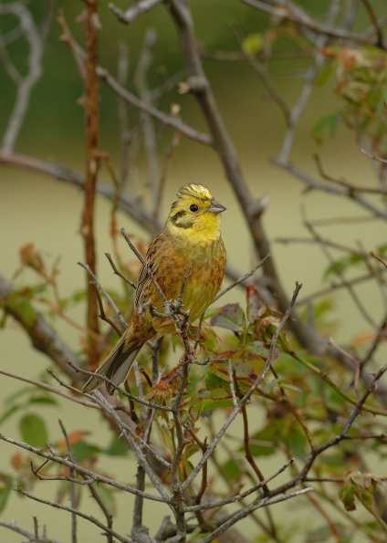 Zigolo giallo 