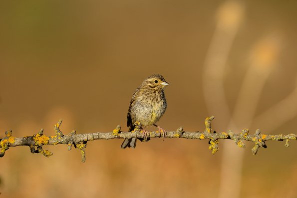 Zigolo nero