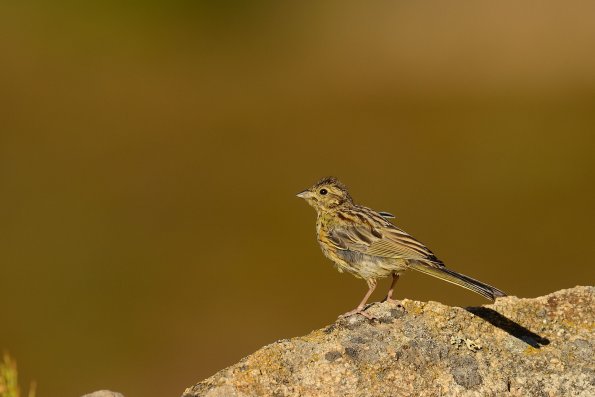 Zigolo nero