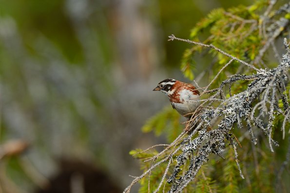 Zigolo boschereccio
