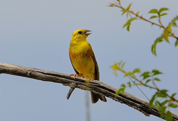 Zigolo giallo