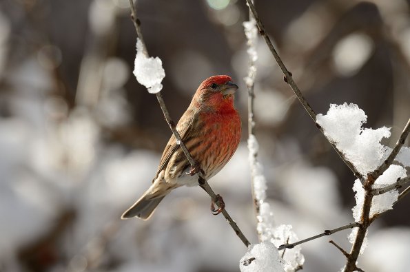 House Finch
