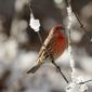 House Finch