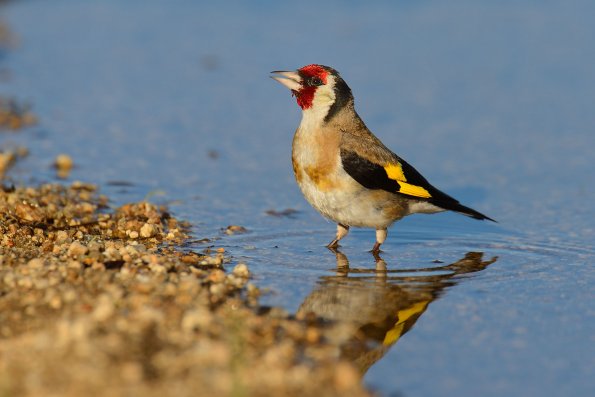 Cardellino