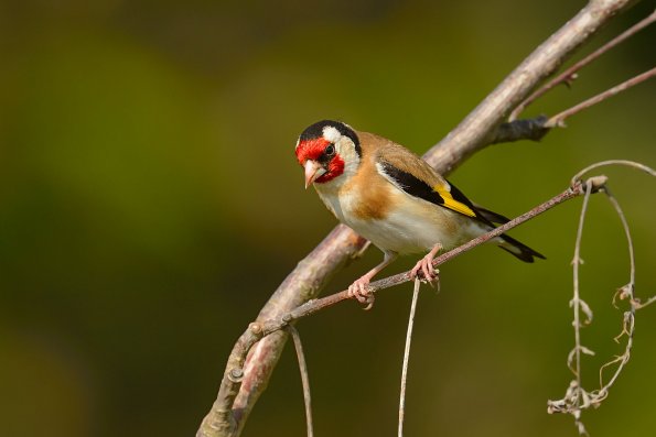 Cardellino