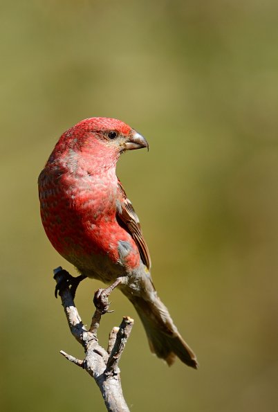 Crociere delle pinete