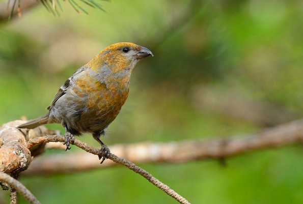 Crociere delle pinete