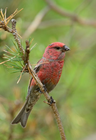 Crociere delle pinete