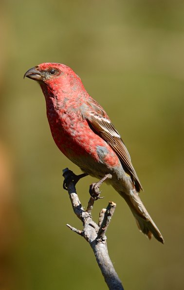 Crociere delle pinete