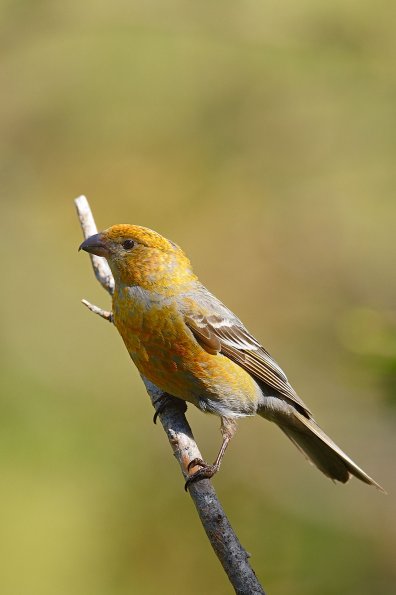 Crociere delle pinete 