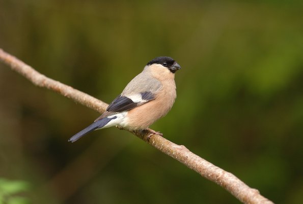 Ciuffolotto