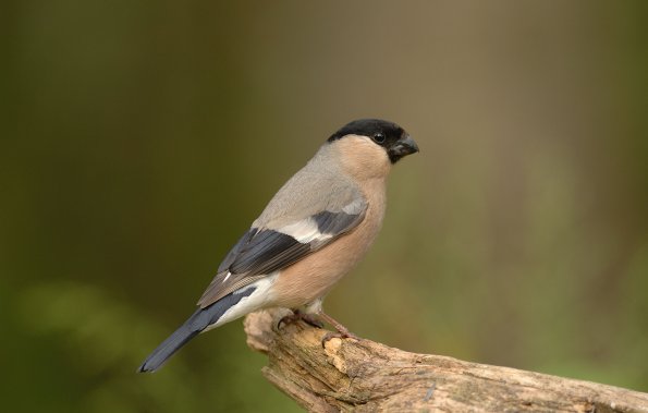 Ciuffolotto