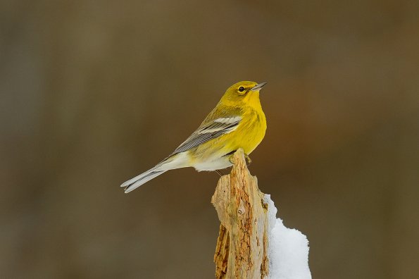 American goldfinch