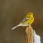 American goldfinch