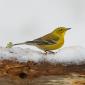 American goldfinch