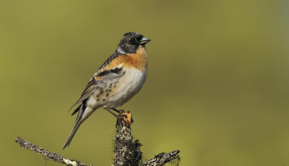 Peppola 