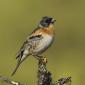 Fringillidae