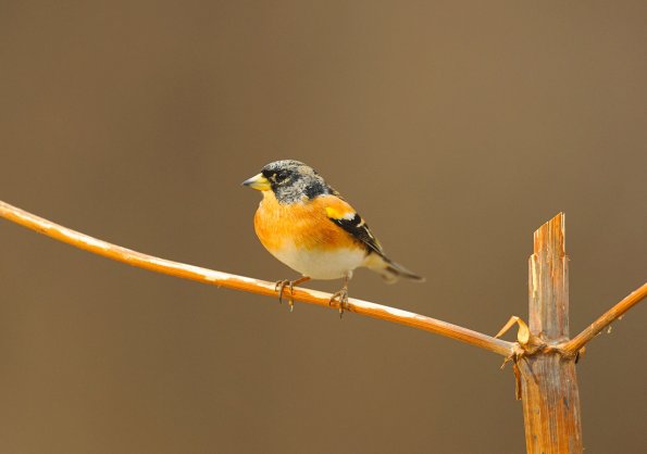 Peppola
