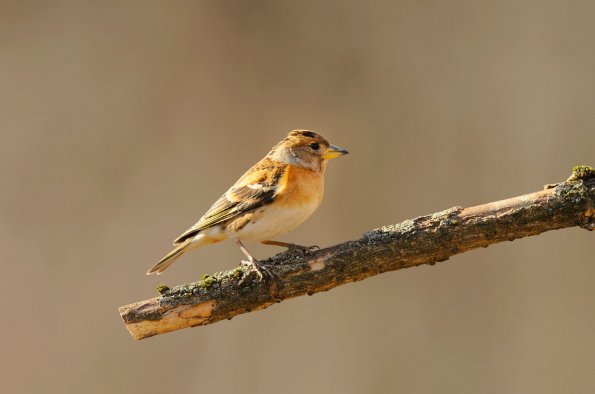 Peppola