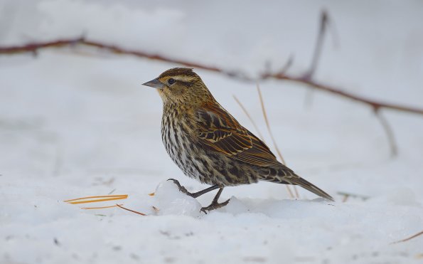 Purple finch