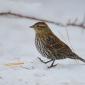 Purple finch