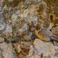 Hirundinidae