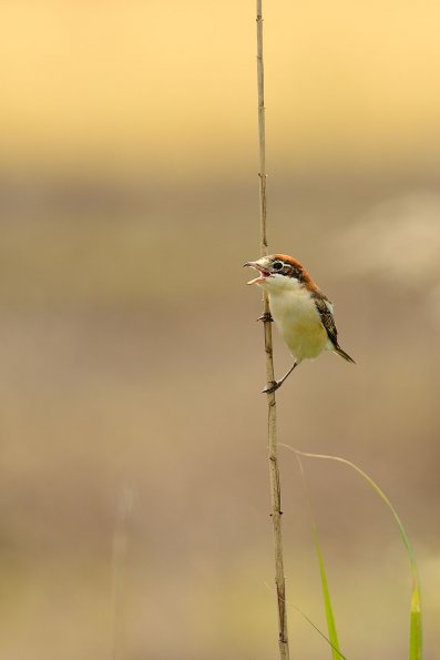 Averla capirossa