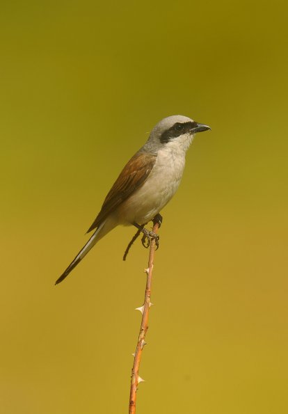 Averla piccola 