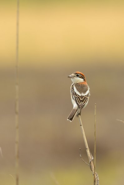 Averla capirossa