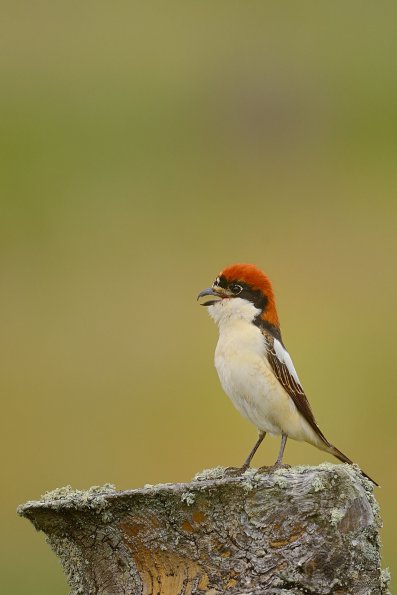 Averla capirossa