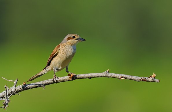 Averla-piccola