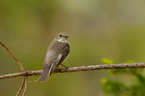 Balia nera