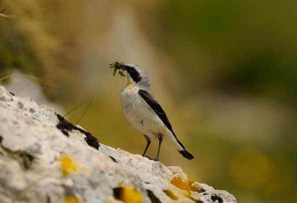 Culbianco