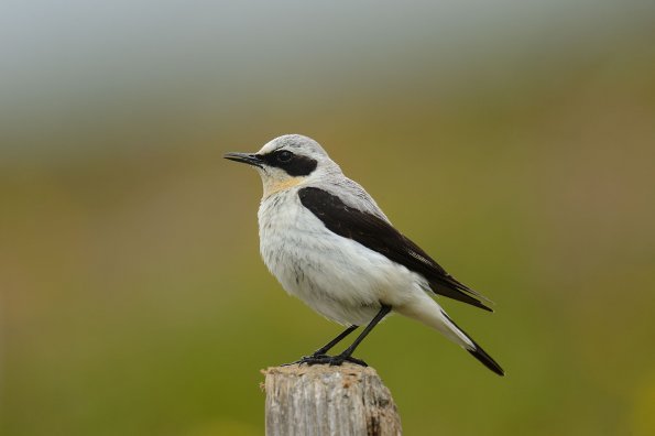 Culbianco