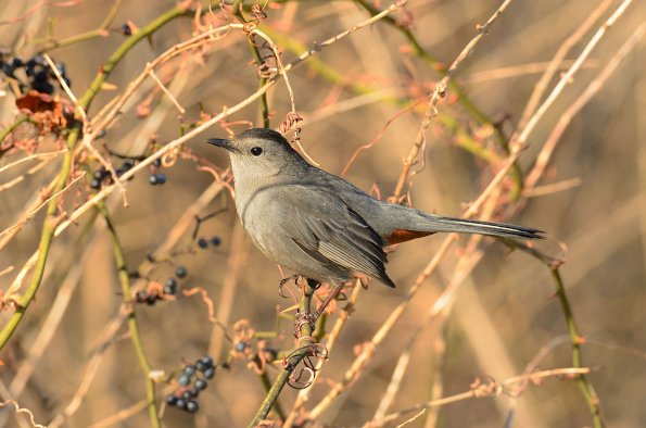 Gray catbird