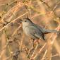 Gray catbird