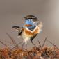 Musicapidae