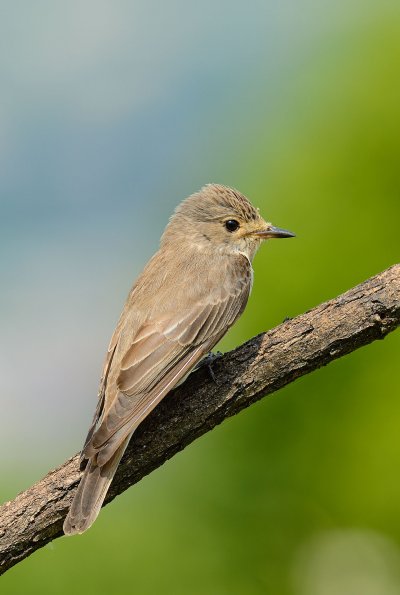 Pigliamosche