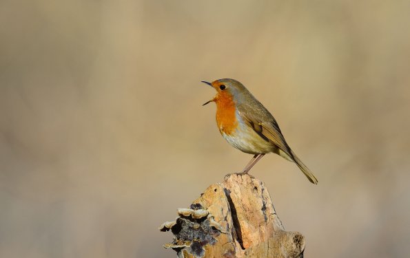 Pettirosso