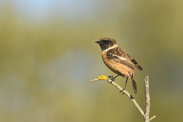 Saltimpalo (invernale)