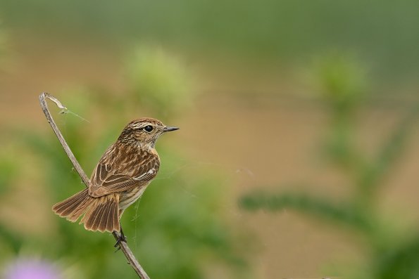 Saltimpalo