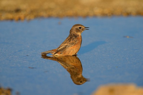 Saltimpalo