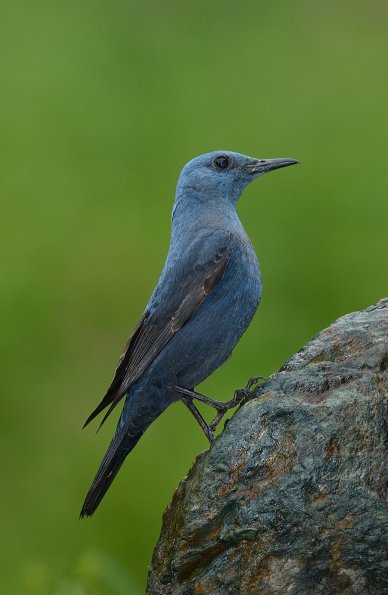 Passero solitario