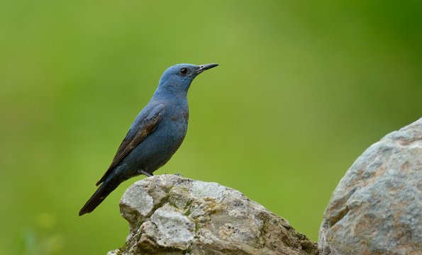 Passero solitario