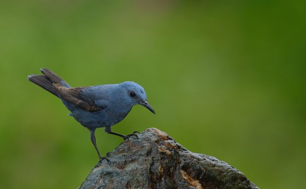 Passero solitario