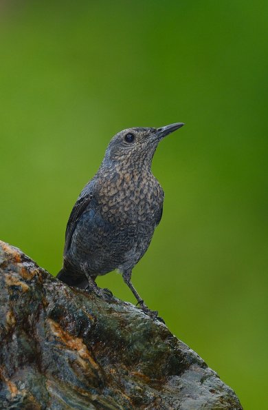 Passero solitario