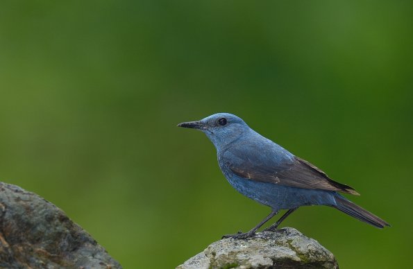 Passero solitario