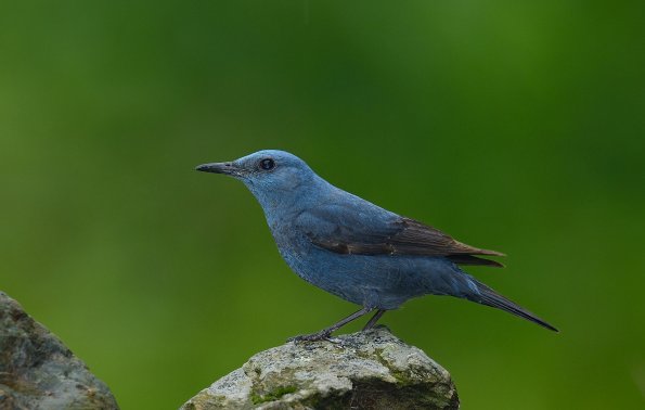 Passero solitario