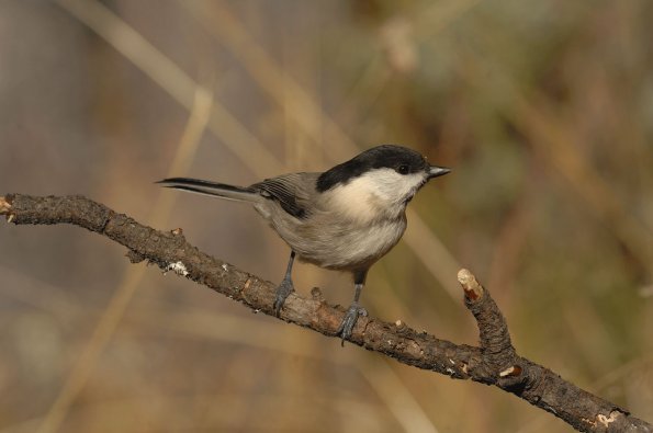 Cincia alpestre 