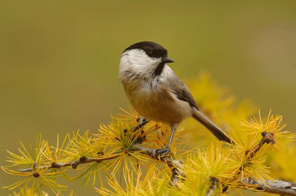 Cincia alpestre
